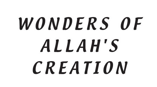 Wonders of Allah Creation.pdf, 146- pages